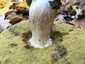 Ízletes vargánya (Boletus edulis), Somogy. Jól látható, világos hálózat a tönkön
